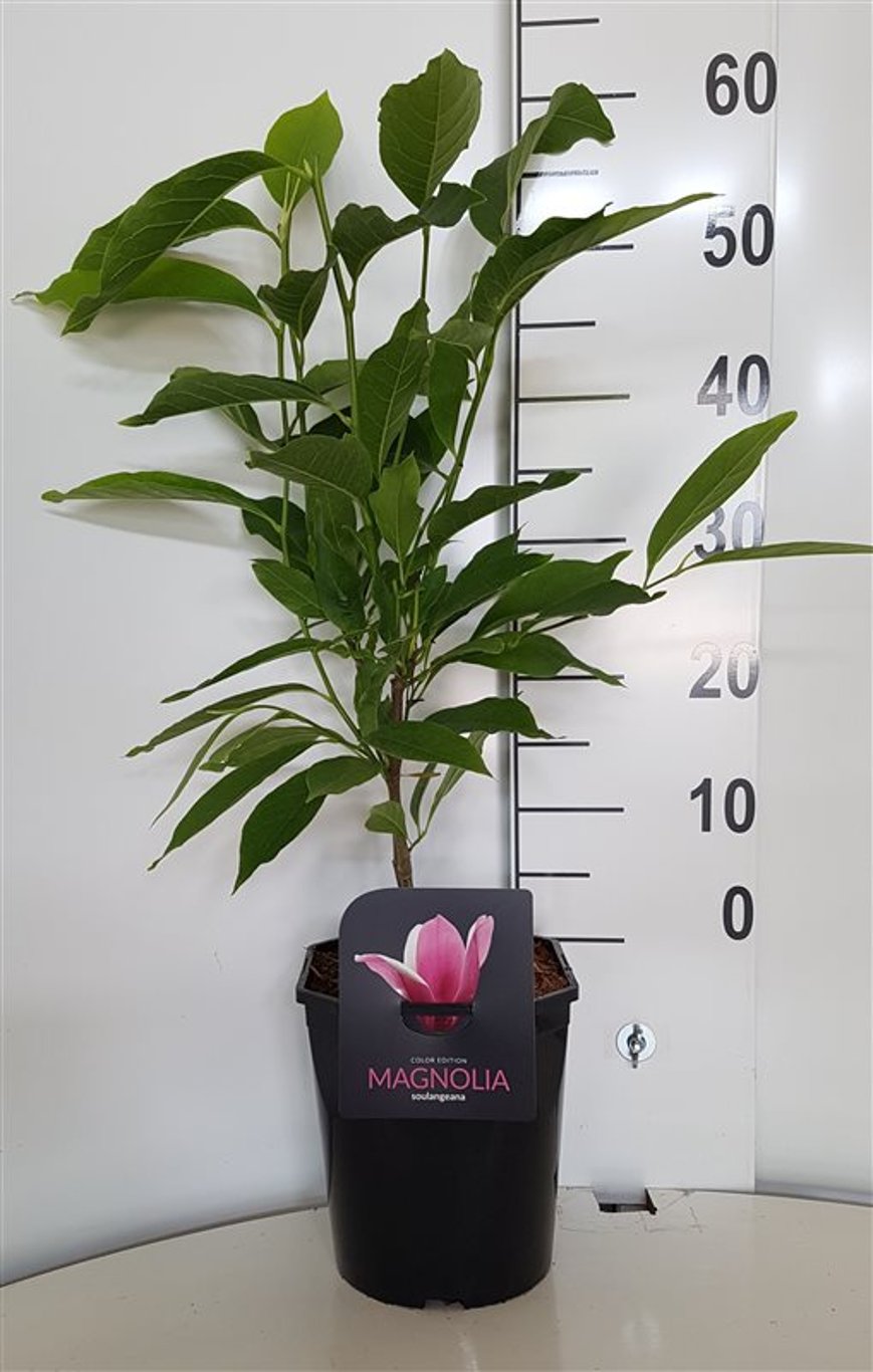Magnolia soulangeana - C5 50-60 CM